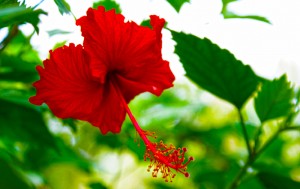 Red Florida Flower Photo