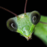 praying-mantis