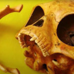 strange 800 year old skull